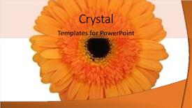  Presentation with soft white flower - Amazing PPT layouts having flower isolated on white background backdrop and a gold colored foreground