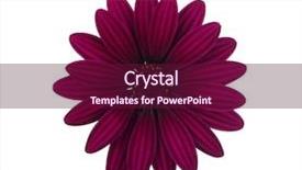  Presentation with lime green and white flower - PPT theme with flower isolated on white background background and a violet colored foreground