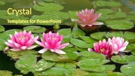  Presentation with water lily - Presentation theme having flower lake - beautiful water lily background and a  colored foreground