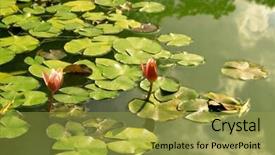  Presentation with water lily - Beautiful presentation featuring flower lake - two water lily on pond backdrop and a gold colored foreground