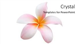  Presentation with condolence white wax candle - PPT theme with flower lei - frangiapani on white background background and a white colored foreground