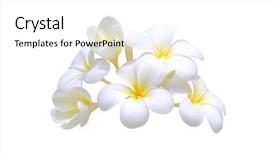  Presentation with maroon and white - Amazing PPT theme having flower lei - frangipani on white background backdrop and a white colored foreground