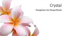  Presentation with flower border - Presentation theme enhanced with flower lei - frangipani plumeria border background and a white colored foreground