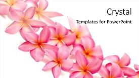  Presentation with border pink - PPT layouts enhanced with flower lei - pink frangipani for border background and a white colored foreground
