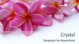  Presentation with border certificates - Beautiful presentation theme featuring flower lei - tropical frangipani border backdrop and a white colored foreground