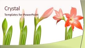  Presentation with life - Beautiful slides featuring flower life stages of growth backdrop and a lemonade colored foreground