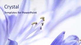  Presentation with blue flower bulb field - Slides consisting of flower macro depth of field background and a sky blue colored foreground