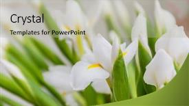  Presentation with colorful flower - PPT layouts having flower market bright vivid colorful fresh flowers background and a mint green colored foreground