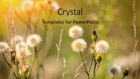  Presentation with meadow - Slide deck enhanced with flower meadow in sunny day background and a gold colored foreground