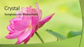  Presentation with lotus flower - Amazing theme having flower named lotus nelumbo elite backdrop and a yellow colored foreground