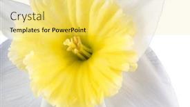  Presentation with narcissus - Beautiful slides featuring flower-narcissus backdrop and a yellow colored foreground
