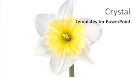  Presentation with narcissus - Colorful PPT layouts enhanced with flower narcissus backdrop and a white colored foreground
