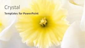  Presentation with narcissus - Slides having flower-narcissus background and a blonde colored foreground