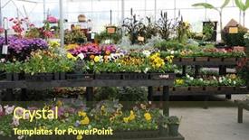  Presentation with nursery plant - Colorful presentation enhanced with flower nursery showing a large backdrop and a tawny brown colored foreground