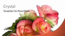  Presentation with lotus flower white water lily - Audience pleasing presentation theme consisting of flower of a begonia with water drops on a white background backdrop and a white colored foreground