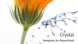  Presentation with calendula - PPT theme enhanced with flower of a calendula background and a white colored foreground