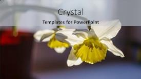  Presentation with daffodil - Theme having flower-of-a-daffodil background and a light gray colored foreground