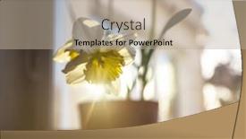  Presentation with daffodil - Presentation design with flower-of-a-daffodil background and a mint green colored foreground