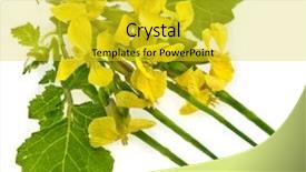  Presentation with ovary - Audience pleasing theme consisting of ovary - flower of a mustard rape backdrop and a yellow colored foreground