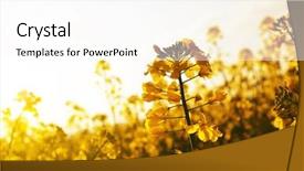  Presentation with rapeseed - Presentation theme featuring flower of a rapeseed brassica background and a white colored foreground