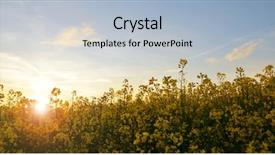  Presentation with brassica flower - Slide deck enhanced with flower of a rapeseed brassica background and a light blue colored foreground