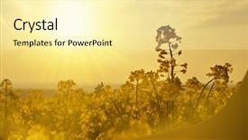  Presentation with brassica flower - Slide deck having flower of a rapeseed brassica background and a blonde colored foreground