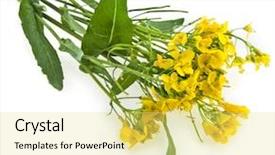  Presentation with brassica flower - Colorful slide deck enhanced with rapeseed rape blossoms brassica backdrop and a yellow colored foreground
