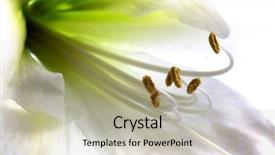  Presentation with trumpet - PPT theme with flower of a white amaryllis background and a mint green colored foreground