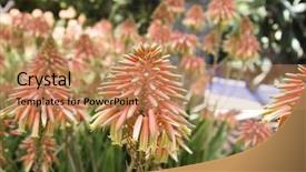  Presentation with aloe vera - Audience pleasing theme consisting of flower of aloe vera backdrop and a coral colored foreground