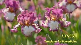  Presentation with iris flower - Presentation design featuring flower of bearded iris closeup background and a tawny brown colored foreground