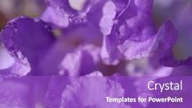  Presentation with iris flower - Audience pleasing PPT theme consisting of green sea frog on stone backdrop and a dark gray colored foreground