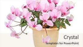  Presentation with pink - Colorful presentation theme enhanced with assistant checking male patient dental backdrop and a gray colored foreground