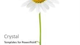  Presentation with chamomile - Presentation theme consisting of flower-of-chamomile-ox-eye background and a white colored foreground