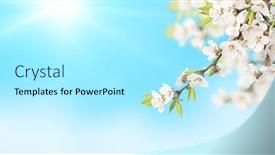  Presentation with banner blue - Beautiful theme featuring flower-of-cherry-on-blue backdrop and a arctic colored foreground