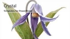  Presentation with clematis - Amazing presentation theme having flower of clematis integrifolia isolated backdrop and a white colored foreground