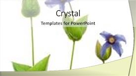  Presentation with clematis - Audience pleasing PPT layouts consisting of flower of clematis integrifolia backdrop and a white colored foreground
