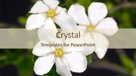  Presentation with flower - Colorful presentation enhanced with flower of gardenia jasminoides closeup backdrop and a  colored foreground