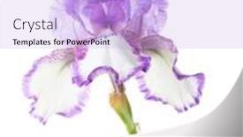  Presentation with iris flower - Amazing PPT theme having flower-of-iris-isolated backdrop and a lavender colored foreground