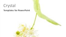  Presentation with flower - Presentation theme having flower-of-linden-isolated background and a white colored foreground