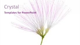  Presentation with pink silk - Theme enhanced with flower-of-persian-silk-tree background and a pink colored foreground