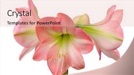  Presentation with pink petal flower animated - Audience pleasing presentation design consisting of flower of pink amaryllis isolated backdrop and a  colored foreground