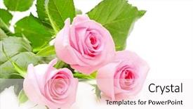  Presentation with rose flower - Theme with flower of pink roses background and a sky blue colored foreground