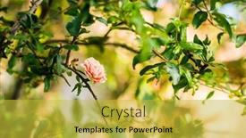  Presentation with pomegranate - Presentation design enhanced with flower-of-pomegranate-tree background and a yellow colored foreground