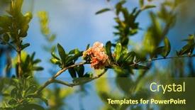  Presentation with pomegranate - Beautiful presentation theme featuring flower-of-pomegranate-tree backdrop and a tawny brown colored foreground
