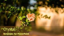  Presentation with pomegranate - Presentation theme with flower-of-pomegranate-tree background and a tawny brown colored foreground