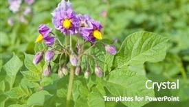  Presentation with seed - Beautiful PPT theme featuring flower of potatoes backdrop and a tawny brown colored foreground