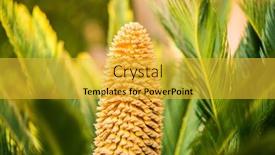  Presentation with sago - Theme enhanced with flower-of-sago-palm background and a yellow colored foreground