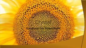  Presentation with sunflower sunflower sunflower sunflower sunflower - Colorful slide set enhanced with flower-of-sunflower-close-up backdrop and a gold colored foreground