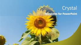  Presentation with sunflower - Beautiful slide deck featuring flower-of-sunflower-in-field backdrop and a teal colored foreground
