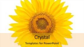  Presentation with sunflower - Cool new slides with flower of sunflower isolated backdrop and a gold colored foreground
